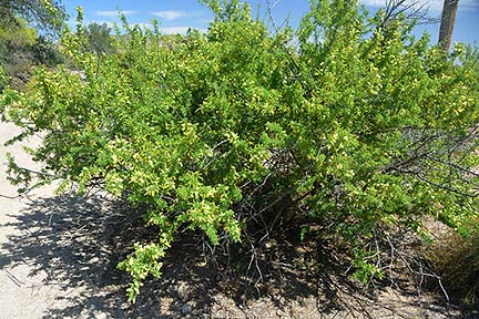 , San Tan Mountain Regional Park, April 9, 2015